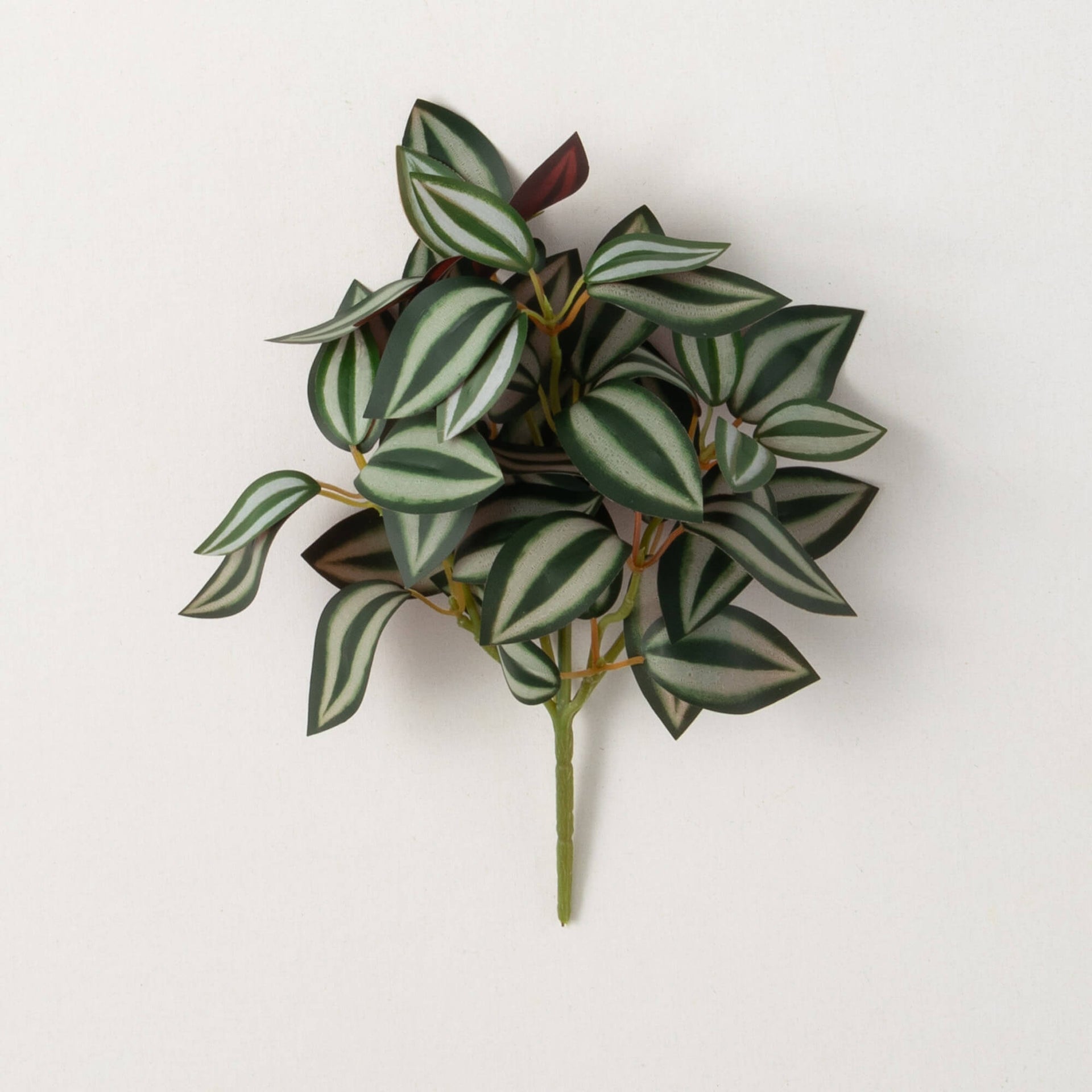 Tradescantia Inch Plant Branch  Sullivans   