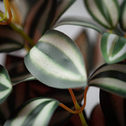 Tradescantia Inch Plant Branch  Sullivans   