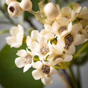 Eucalyptus & Waxflower Ring Sullivans