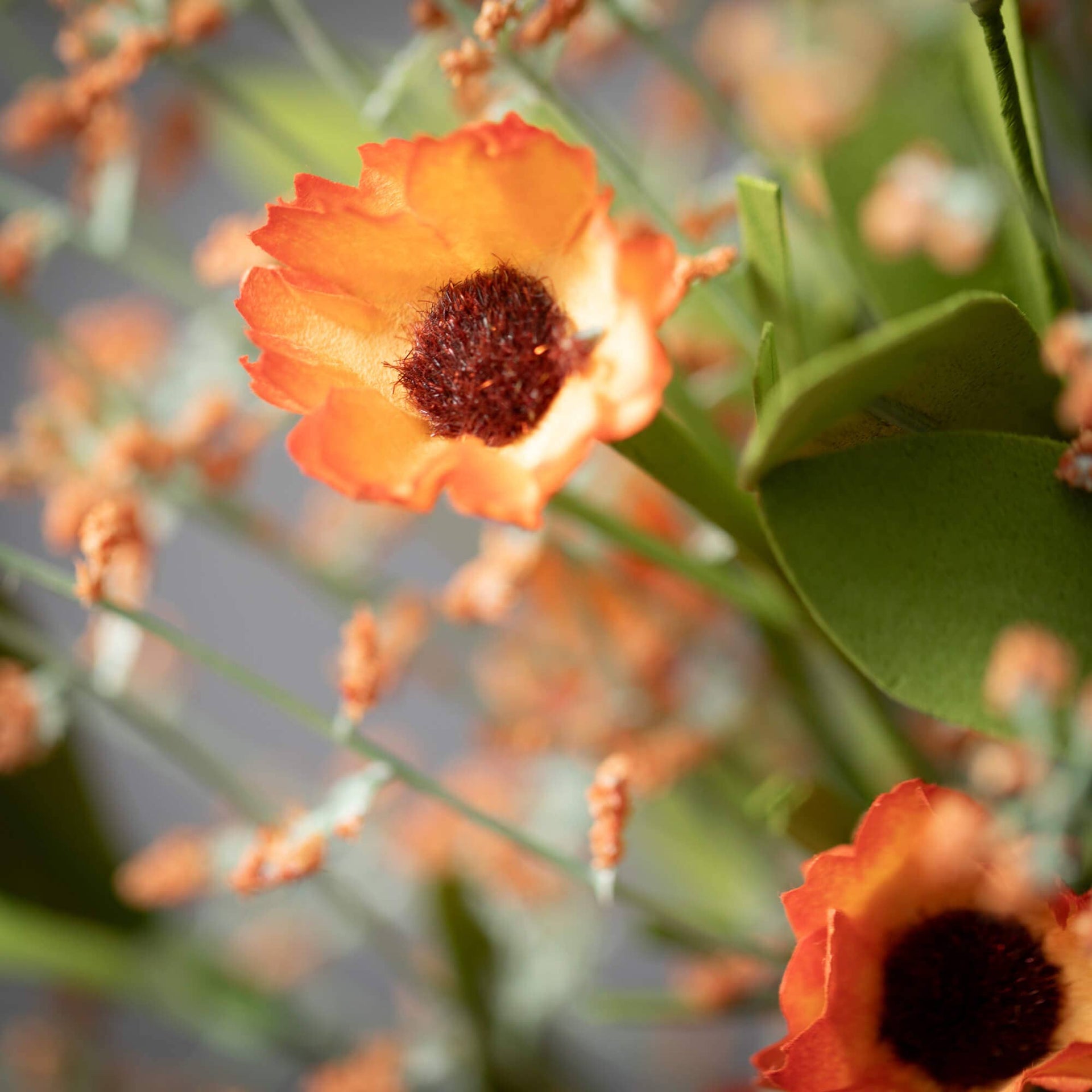 Orange Wispy Daisy Bush Sullivans