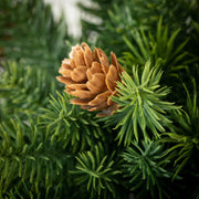 Angel Pine Orb  Sullivans   