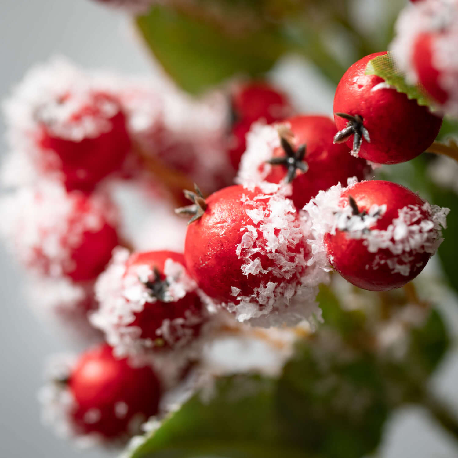 Frosted Red Berry Leaf Spray  Sullivans   